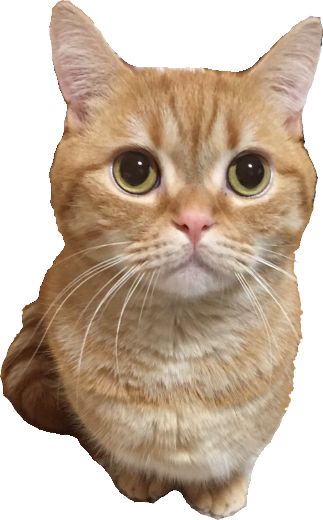 自分の適合プランは？